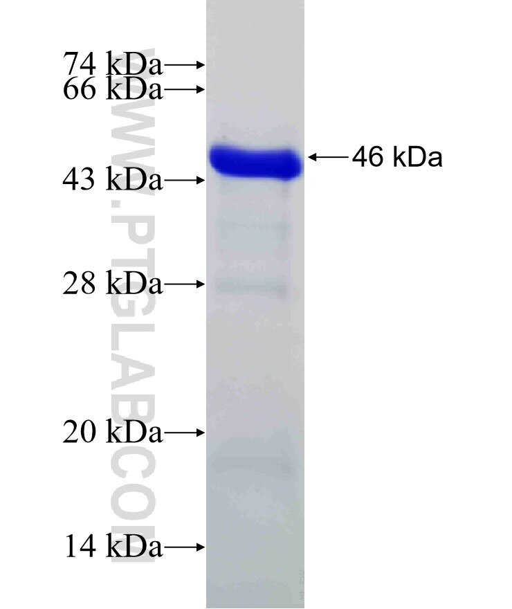 CLEC11A fusion protein Ag21365 SDS-PAGE