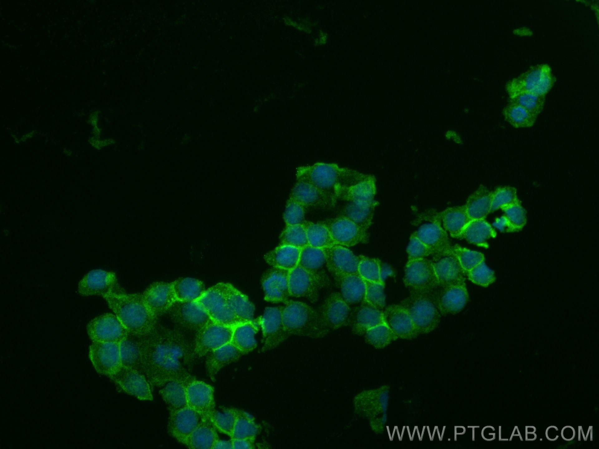 Immunofluorescence (IF) / fluorescent staining of U-937 cells using CLEC12A Polyclonal antibody (28627-1-AP)