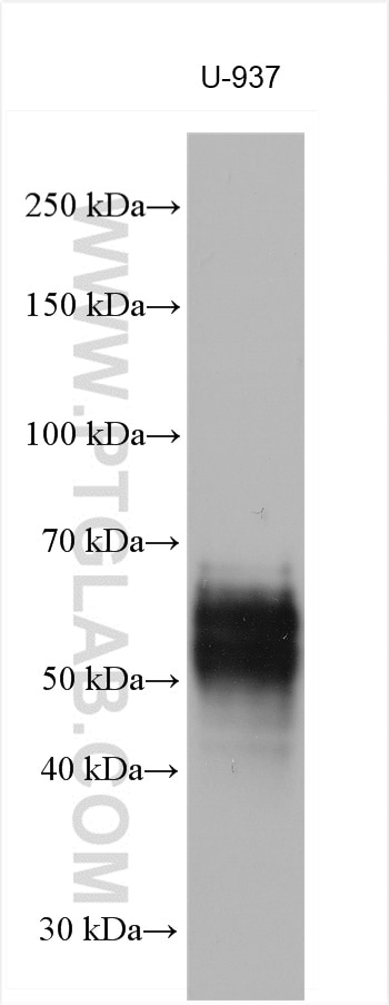 Western Blot (WB) analysis of U-937 cells using CLEC12A Polyclonal antibody (28627-1-AP)