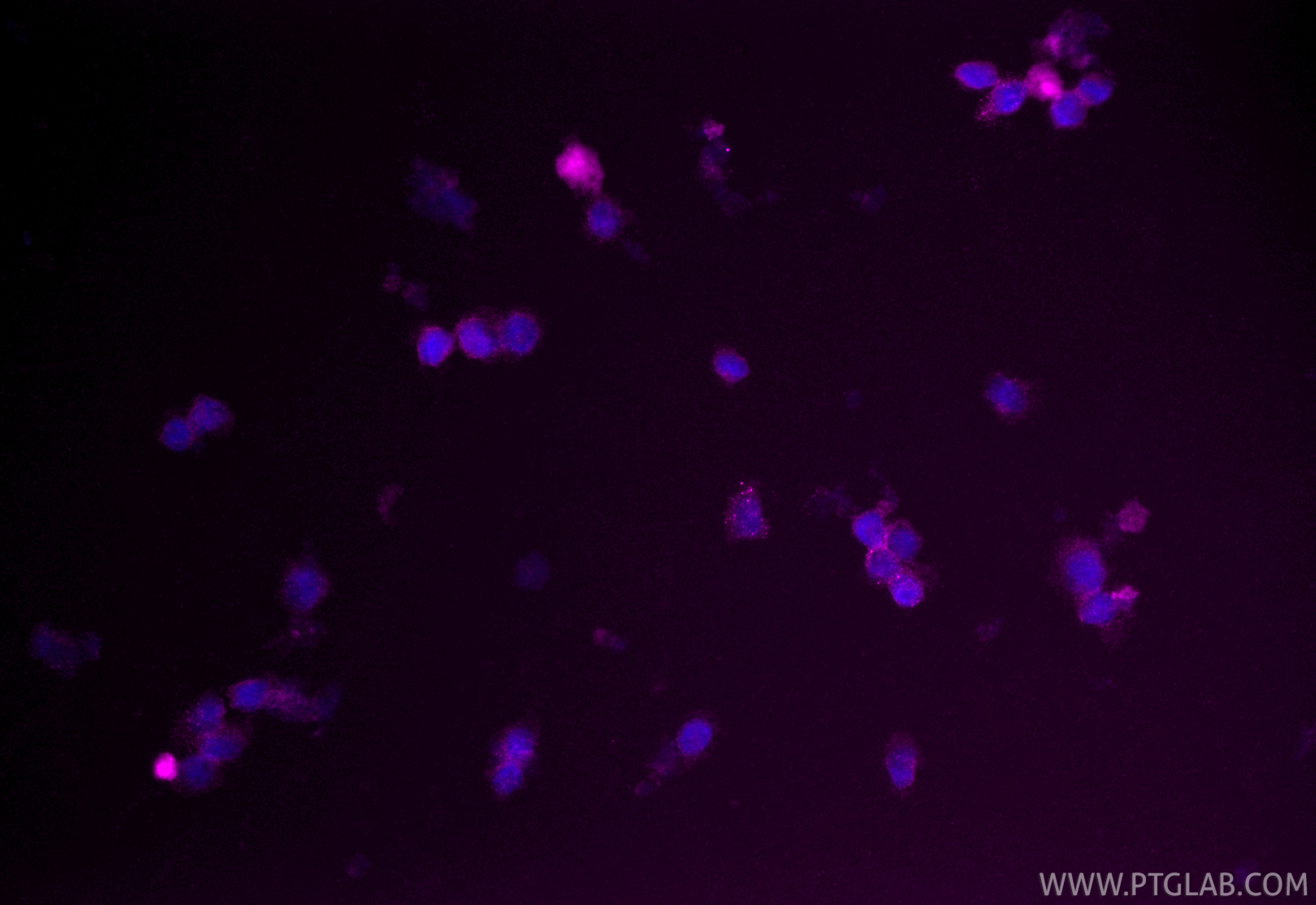 Immunofluorescence (IF) / fluorescent staining of U-937 cells using CoraLite® Plus 647-conjugated CLEC12A Polyclonal a (CL647-28627)