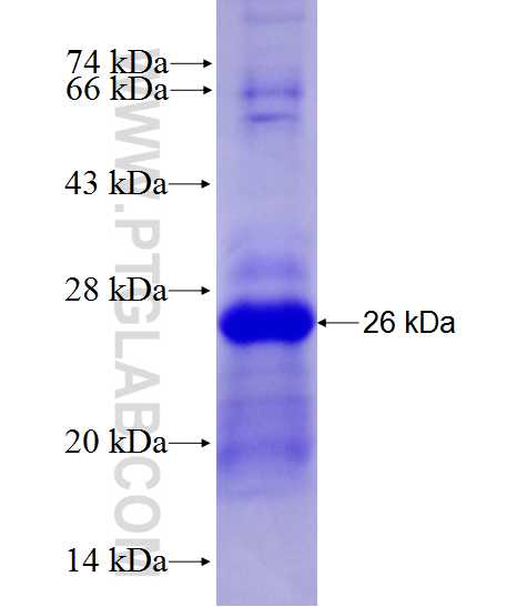CLEC12A fusion protein Ag27864 SDS-PAGE