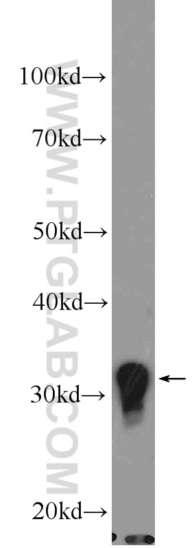 Western Blot (WB) analysis of K-562 cells using CLEC12B Polyclonal antibody (26077-1-AP)