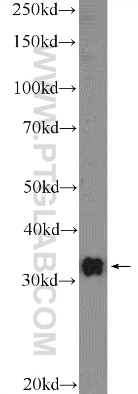 Western Blot (WB) analysis of mouse brain tissue using CLEC12B Polyclonal antibody (26077-1-AP)