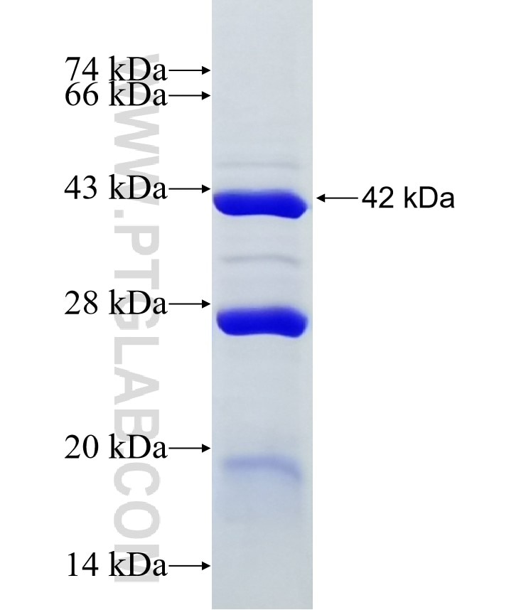 CLEC16A fusion protein Ag24268 SDS-PAGE