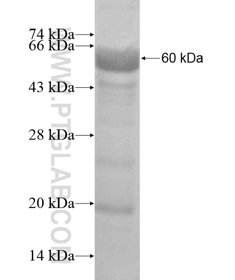 CLEC17A fusion protein Ag20157 SDS-PAGE