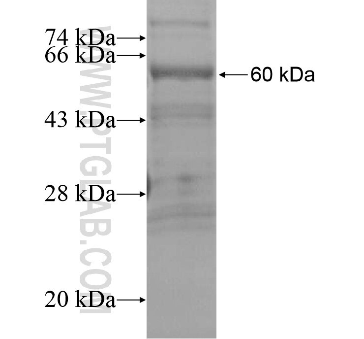 CLEC18A fusion protein Ag15237 SDS-PAGE