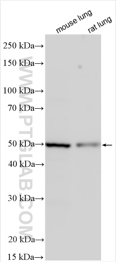 Western Blot (WB) analysis of various lysates using CLEC1A Polyclonal antibody (13394-1-AP)