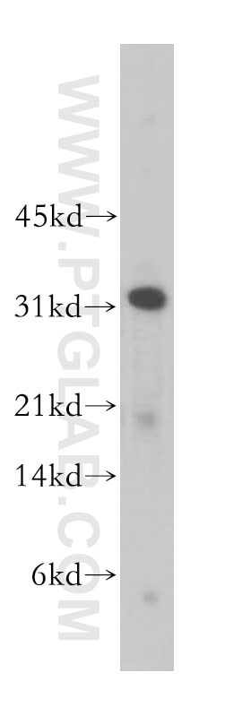 CLEC1A