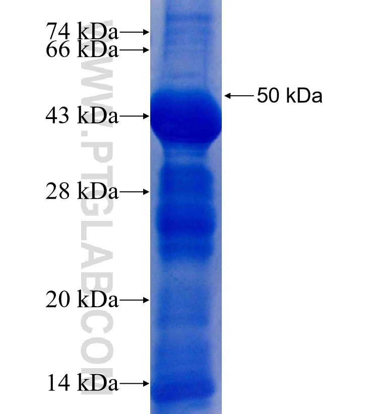 CLEC1A fusion protein Ag4058 SDS-PAGE