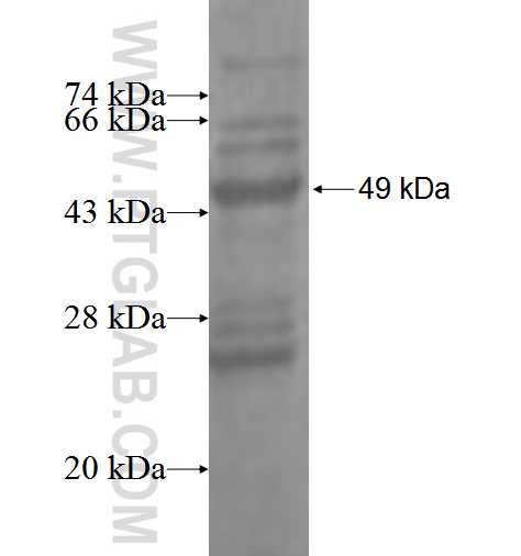 CLEC1B fusion protein Ag3512 SDS-PAGE