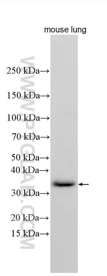 Various lysates were subjected to SDS PAGE followed by western blot with 34093-1-AP (CLEC2/CLEC1B antibody) at dilution of 1:500 incubated at room temperature for 1.5 hours. Western Blot (WB) analysis of various lysates using CLEC2/CLEC1B Polyclonal antibody (34093-1-AP)