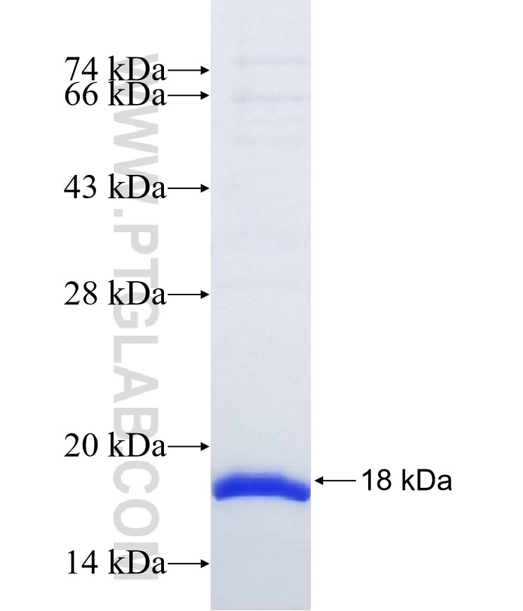 CLEC2A fusion protein Ag37263 SDS-PAGE CLEC2A fusion protein Ag37263 SDS-PAGE