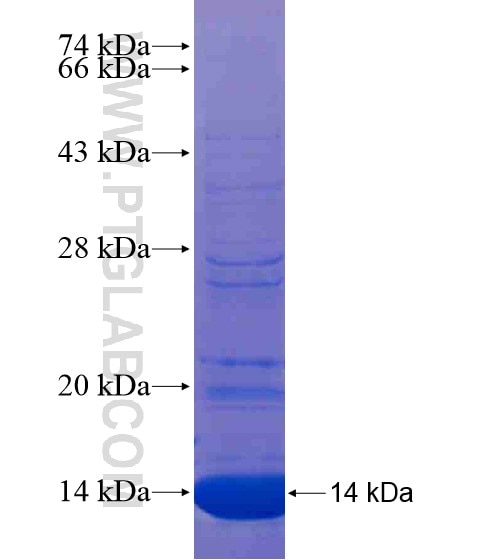CLEC2B fusion protein Ag20808 SDS-PAGE