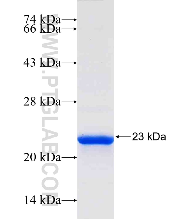 CLEC2D fusion protein Ag31670 SDS-PAGE