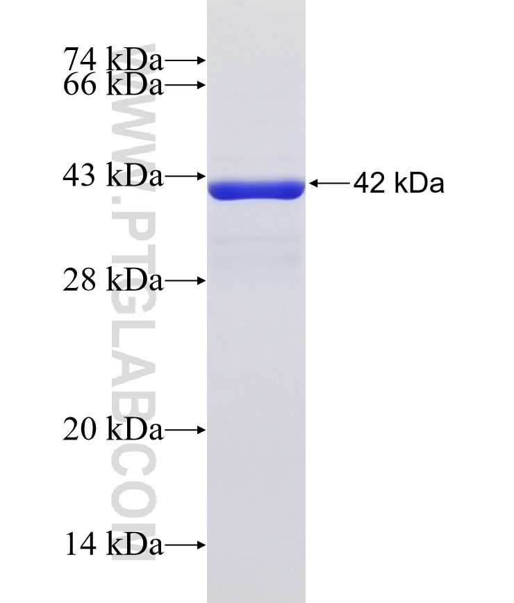 CLEC2D fusion protein Ag32392 SDS-PAGE CLEC2D fusion protein Ag32392 SDS-PAGE