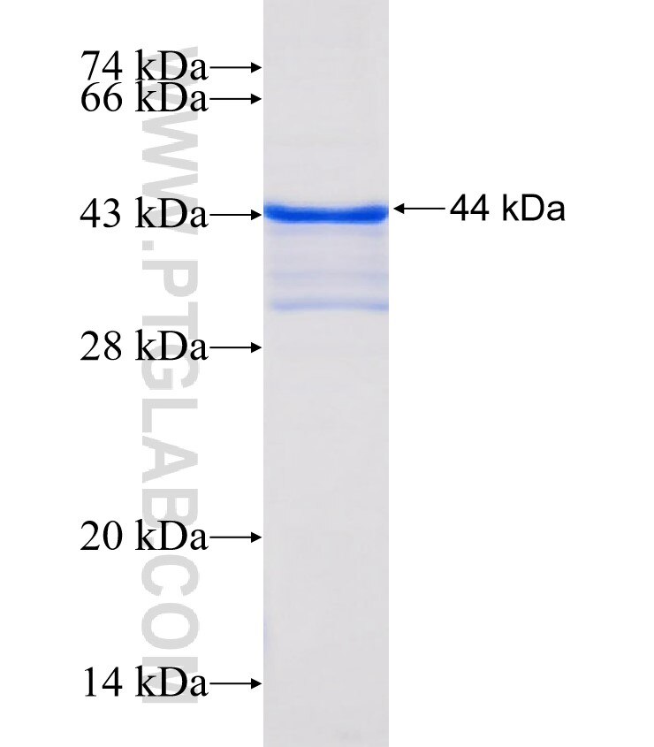 CLEC2D fusion protein Ag3862 SDS-PAGE