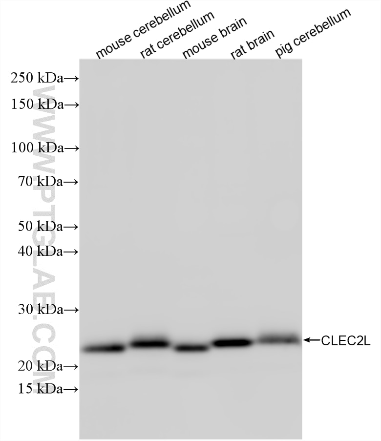 WB analysis using 87144-1-RR (same clone as 87144-1-PBS) Western Blot (WB) analysis of various lysates using CLEC2L Recombinant monoclonal antibody (87144-1-RR)