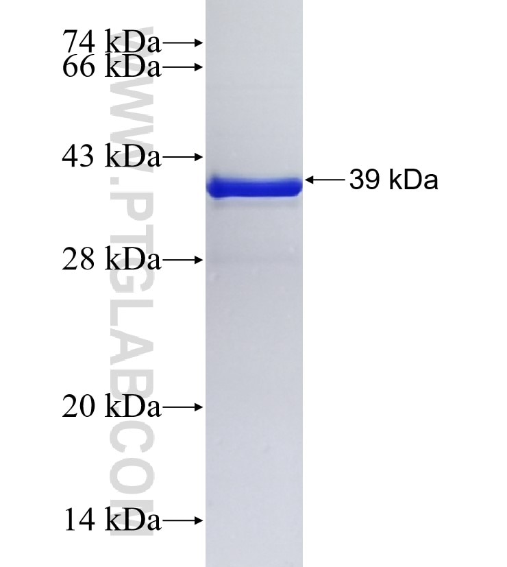 CLEC2L fusion protein Ag35450 SDS-PAGE