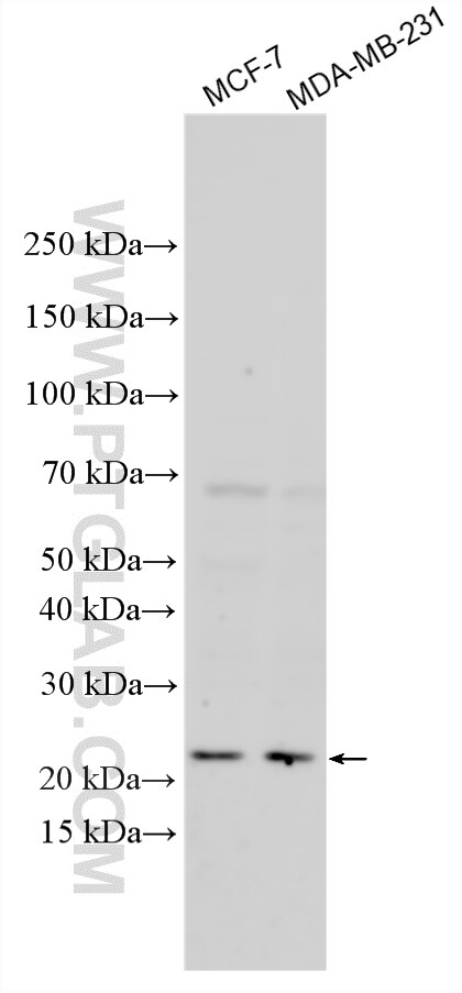 WB analysis using 21262-1-AP (same clone as 21262-1-PBS) Western Blot (WB) analysis of various lysates using CLEC3A Polyclonal antibody (21262-1-AP)