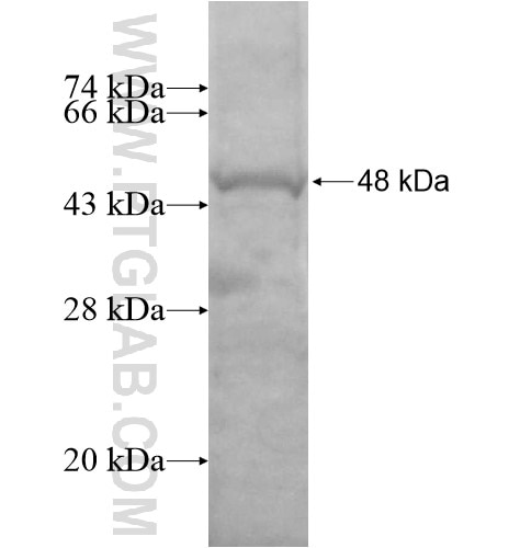 CLEC3A fusion protein Ag15667 SDS-PAGE