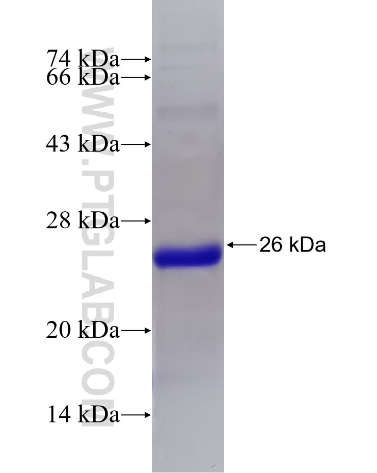 CLEC3A fusion protein Ag15871 SDS-PAGE