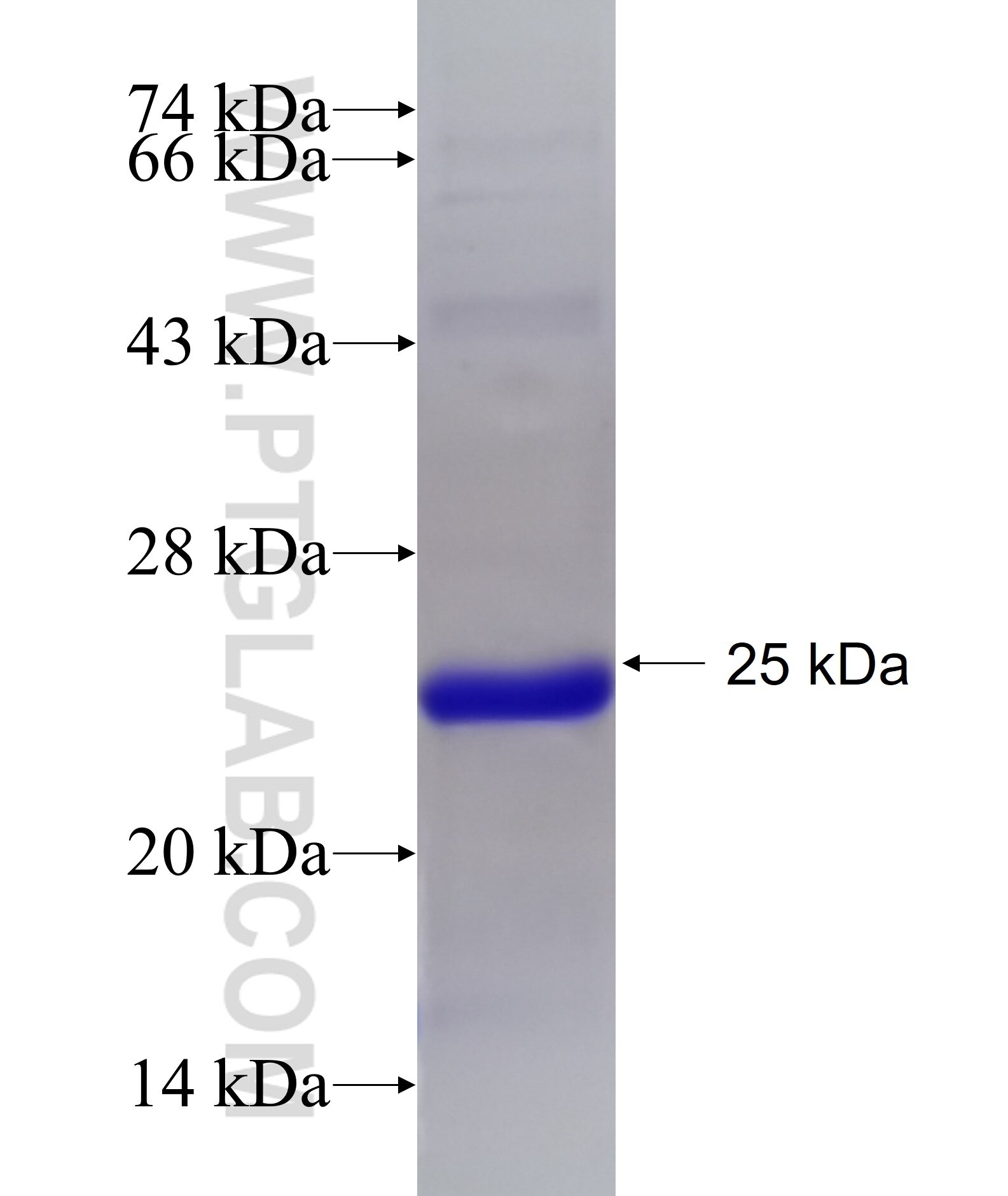 CLEC3A fusion protein Ag15871 SDS-PAGE