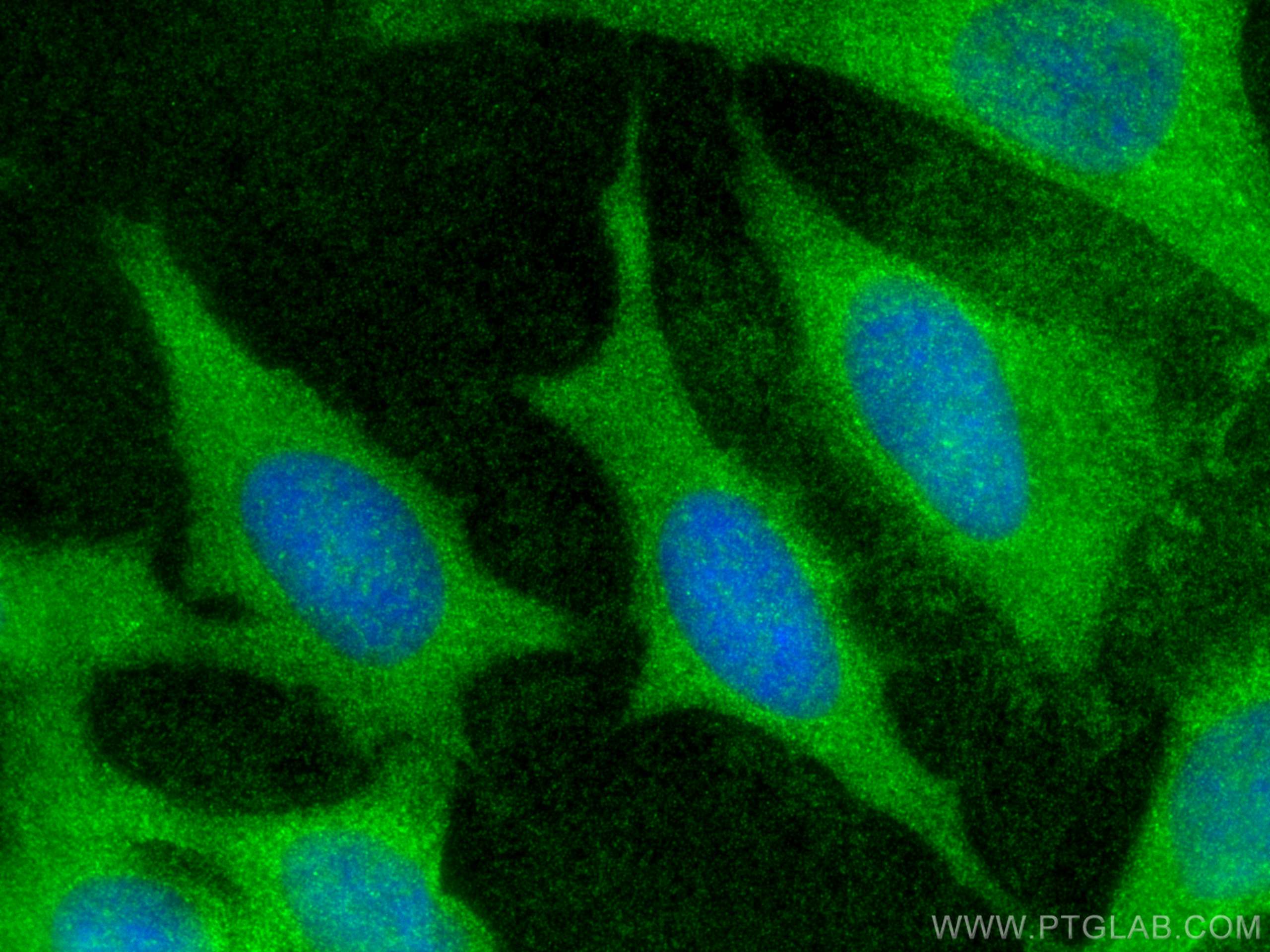 Immunofluorescence (IF) / fluorescent staining of HeLa cells using CLEC3B Polyclonal antibody (20311-1-AP)