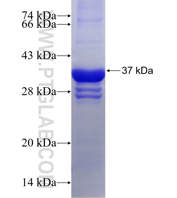 CLEC3B fusion protein Ag14147 SDS-PAGE