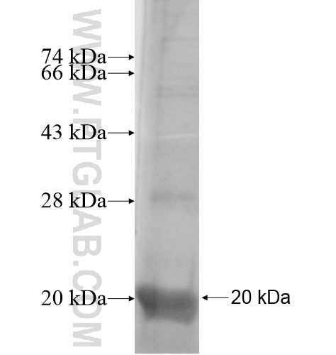 CLEC3B fusion protein Ag14841 SDS-PAGE