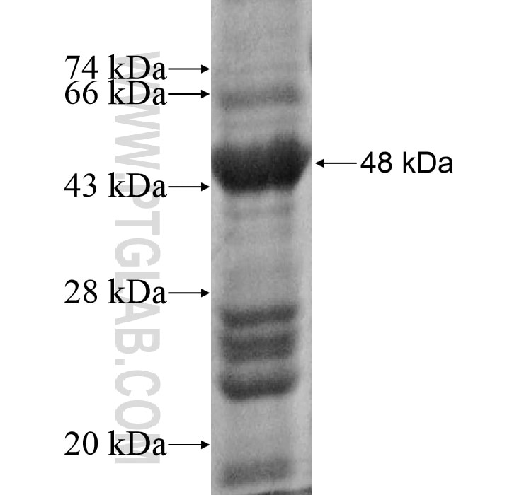 CLEC4C fusion protein Ag12363 SDS-PAGE