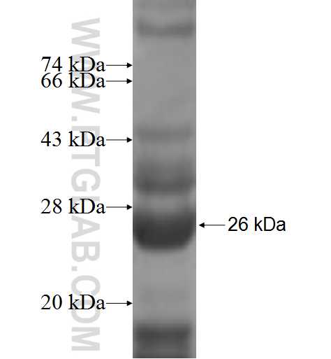 CLEC4E fusion protein Ag7292 SDS-PAGE