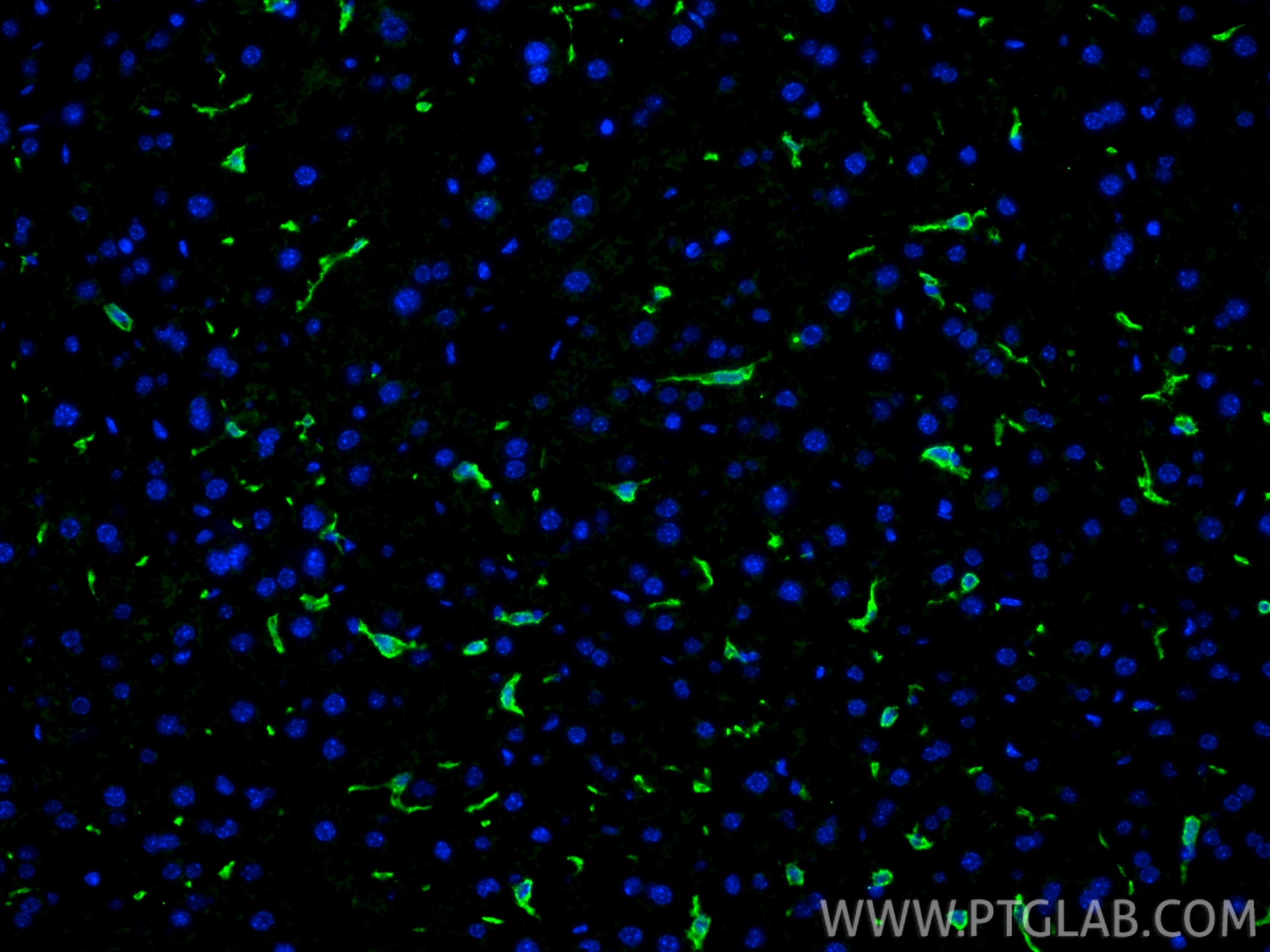 IF Staining of mouse liver using 34238-1-AP (same clone as 34238-1-PBS) Immunofluorescence (IF) / fluorescent staining of mouse liver tissue using CLEC4F Polyclonal antibody (34238-1-AP)