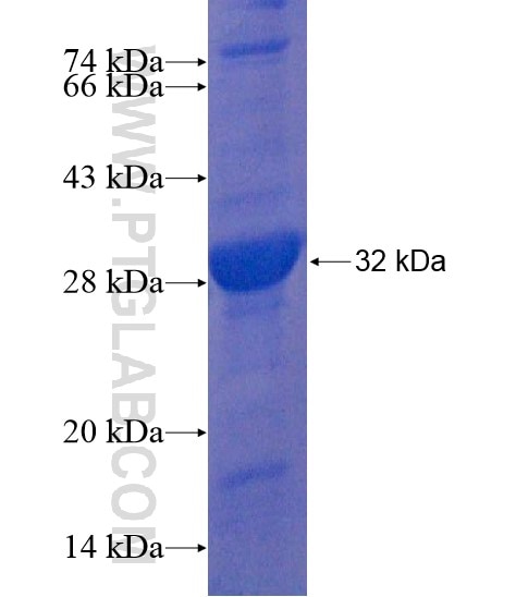 CLEC4G fusion protein Ag22195 SDS-PAGE