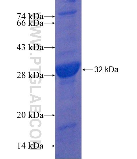 CLEC4G fusion protein Ag22195 SDS-PAGE