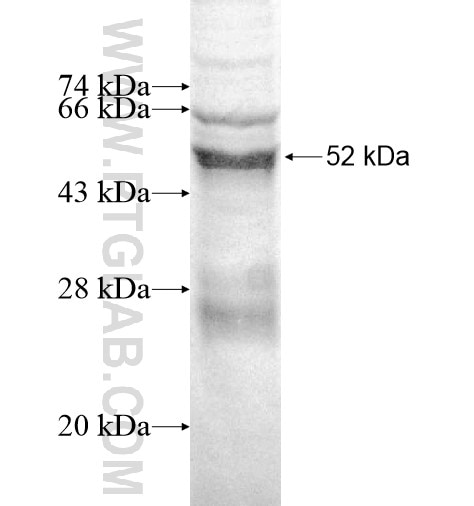 CLEC4G fusion protein Ag12837 SDS-PAGE