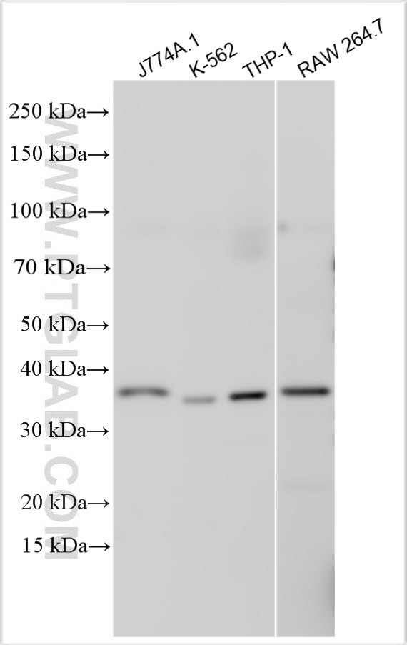 Western Blot (WB) analysis of various lysates using CLEC5A Polyclonal antibody (18248-1-AP)