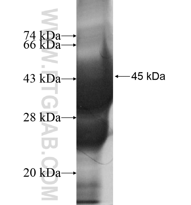 CLEC5A fusion protein Ag13025 SDS-PAGE