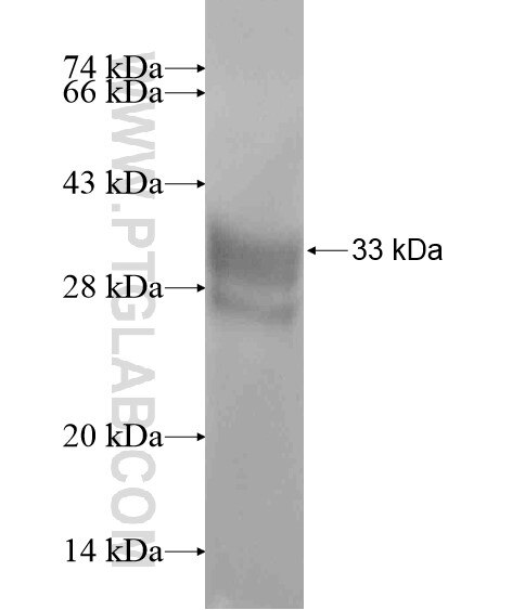 CLEC6A fusion protein Ag20695 SDS-PAGE