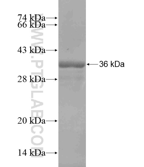 CLEC7A fusion protein Ag18924 SDS-PAGE
