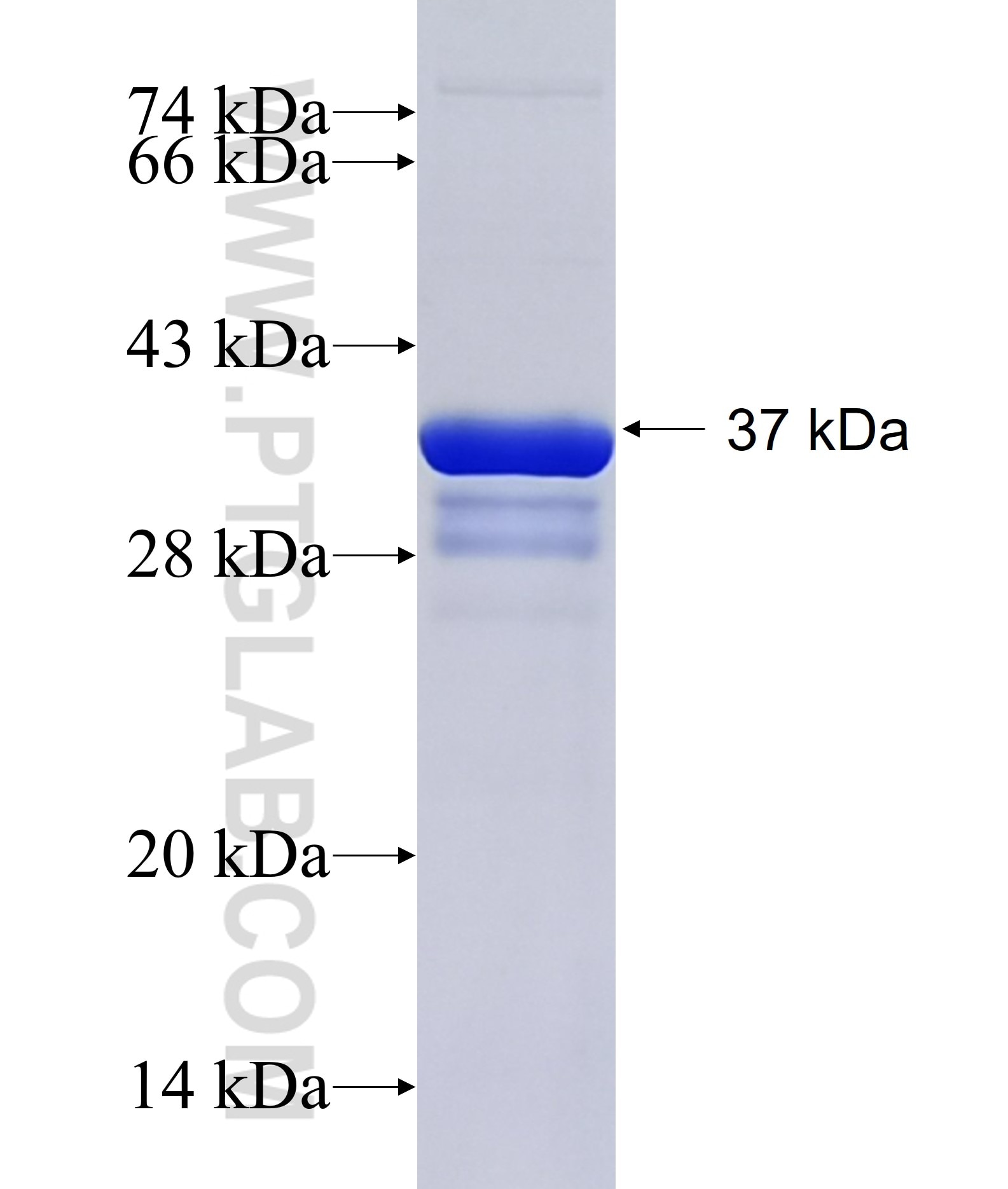 CLEC7A fusion protein Ag18924 SDS-PAGE