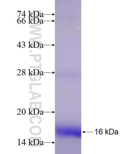 CLEC7A fusion protein Ag19019 SDS-PAGE