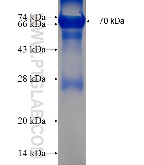 CLGN fusion protein Ag3322 SDS-PAGE