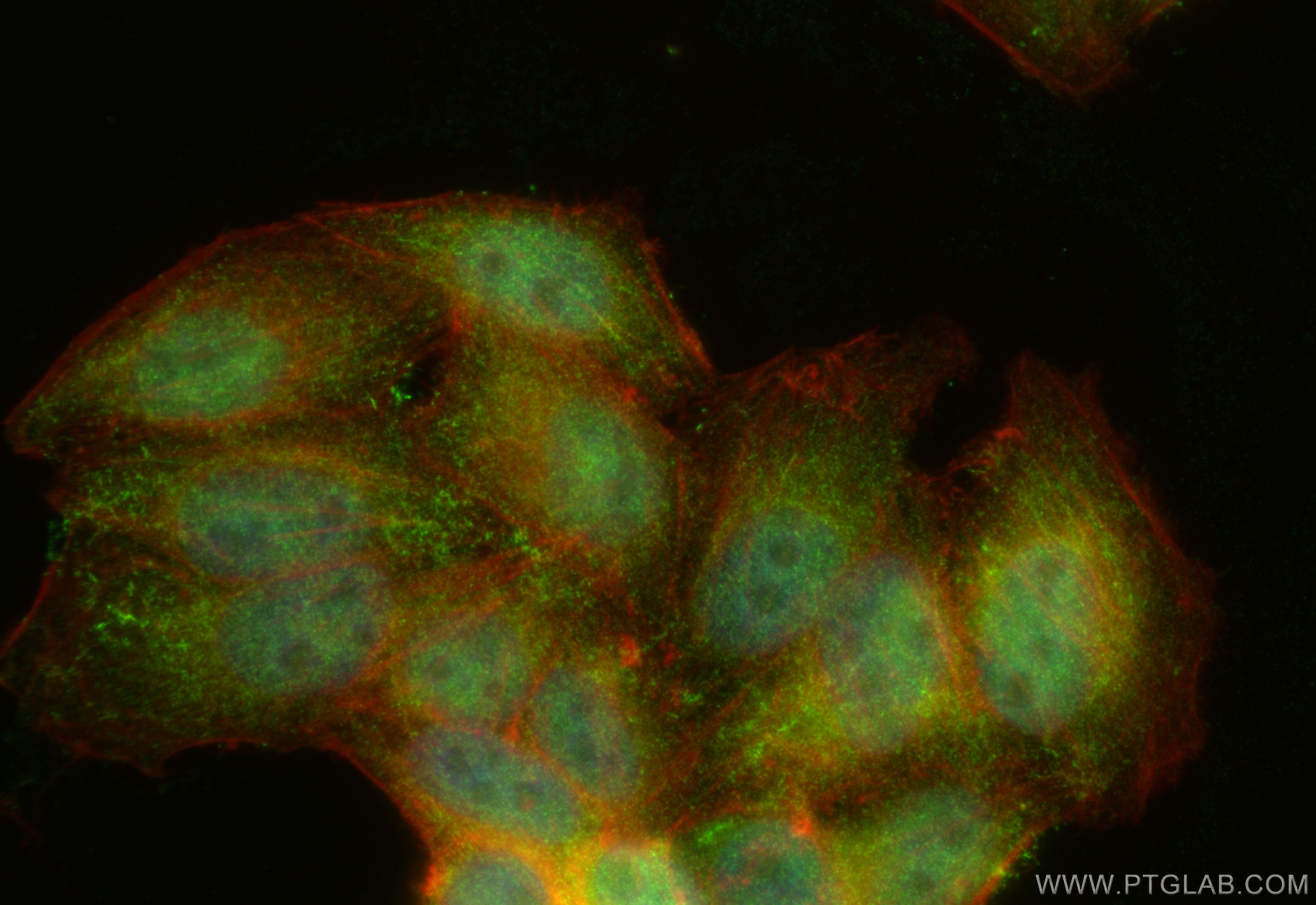 Immunofluorescence (IF) / fluorescent staining of HepG2 cells using CLIC1 Polyclonal antibody (14545-1-AP)