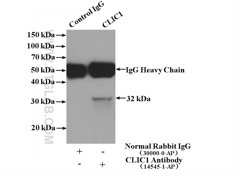 Immunoprecipitation (IP) experiment of HeLa cells using CLIC1 Polyclonal antibody (14545-1-AP)