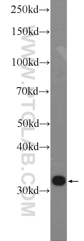 Western Blot (WB) analysis of HL-60 cells using CLIC1 Polyclonal antibody (14545-1-AP)