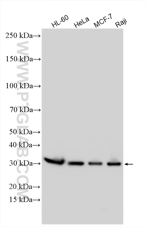 WB analysis using 14545-1-AP (same clone as 14545-1-PBS) Western Blot (WB) analysis of various lysates using CLIC1 Polyclonal antibody (14545-1-AP)