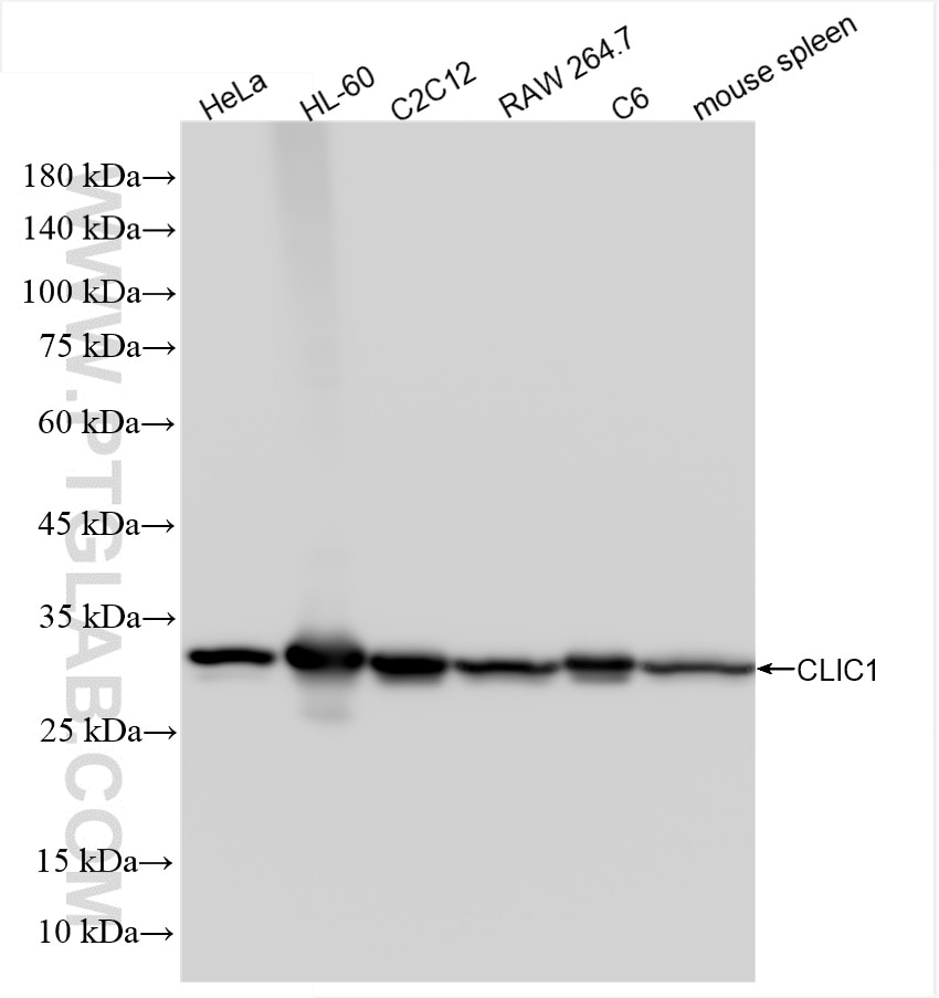 Western Blot (WB) analysis of various lysates using CLIC1 Recombinant antibody (85831-4-RR)