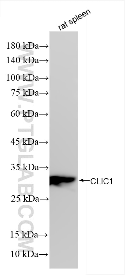 CLIC1