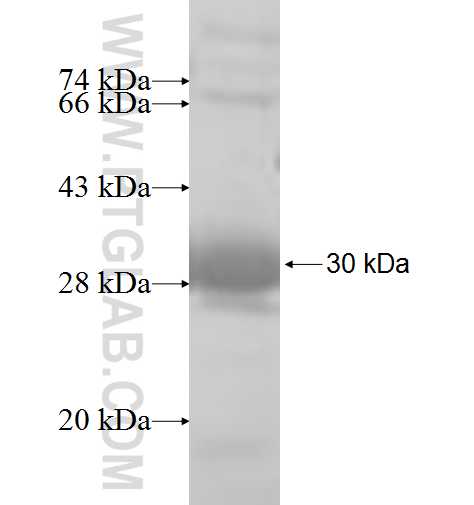 CLIC2 fusion protein Ag6764 SDS-PAGE