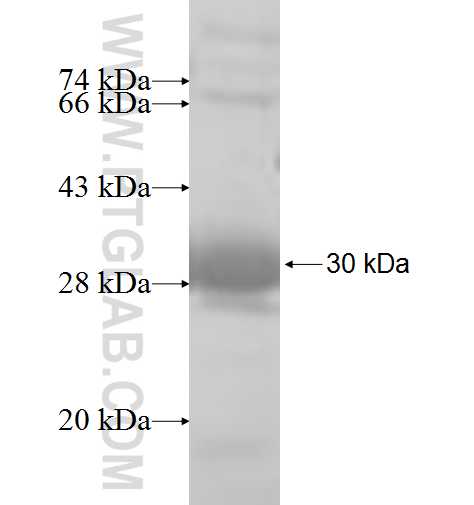 CLIC2 fusion protein Ag6764 SDS-PAGE